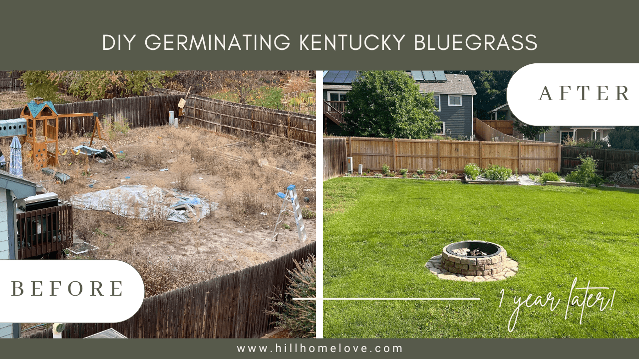 Quick Guide on Germinating Kentucky Bluegrass - HillHomeLove - DIY Home ...