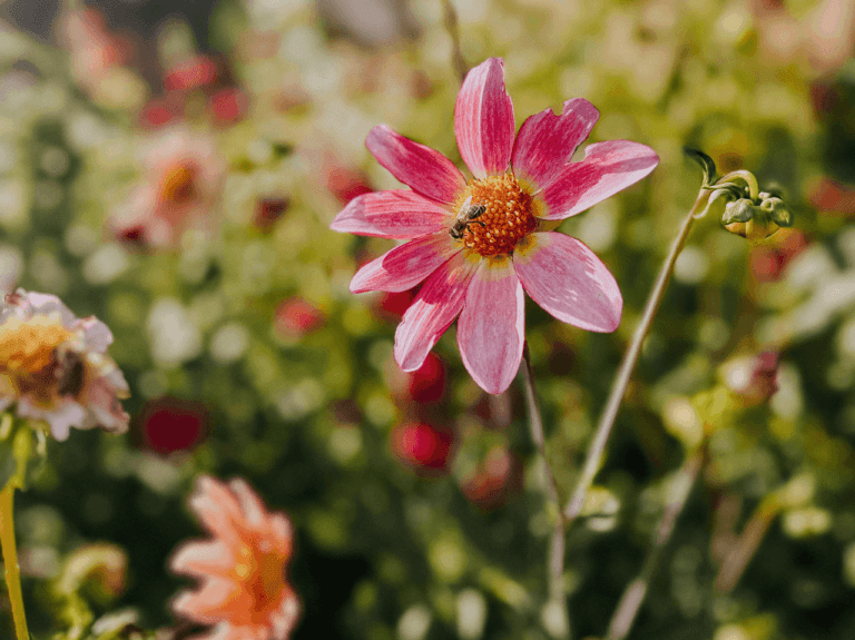 Pink dhailia in a cut flower garden with a bee